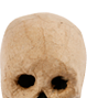 Papier mache skull
