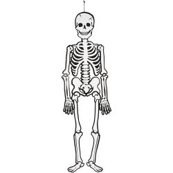 Skeleton, H: 120 cm, 300 g, white, 1 pc
