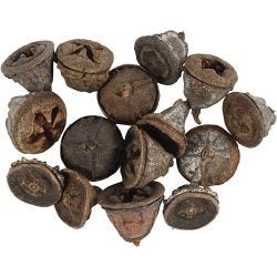 Eucalyptus cones