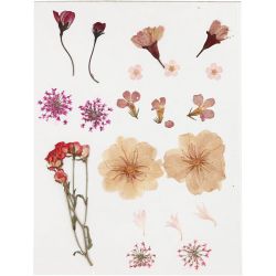 Pressed Flowers and leaves