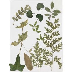 Pressed Flowers and leaves