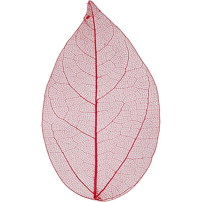 Skeleton Leaves, L: 6-8 cm, red, 20 pc/ 1 pack