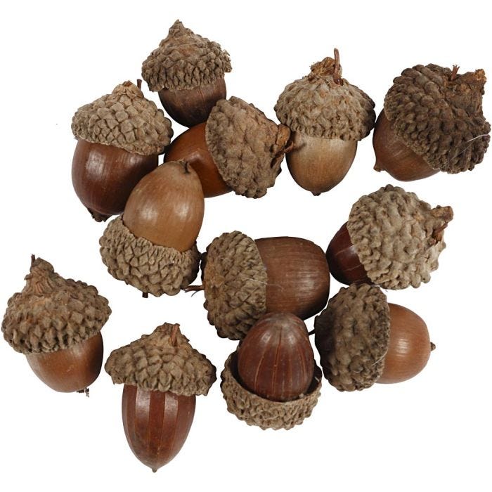 Acorn, 12 pc/ 1 pack