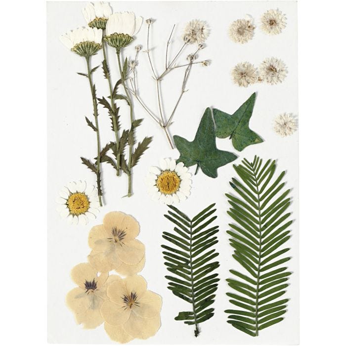 Pressed Flowers and leaves, off-white, 1 pack