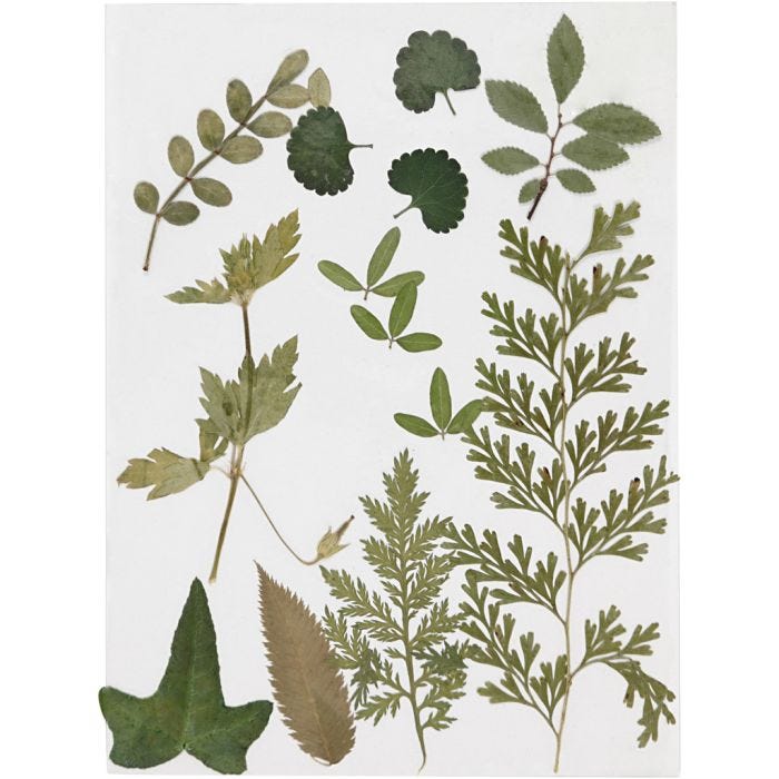Pressed Flowers and leaves, green, 1 pack