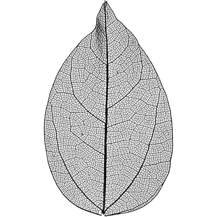 Skeleton leaves, L: 6-8 cm, black, 20 pc/ 1 pack