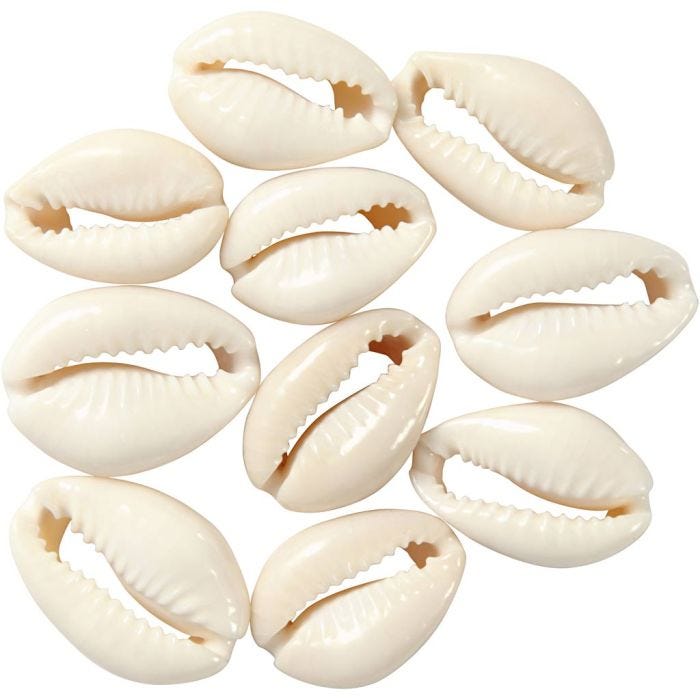 Shell, 20 mm, natural, 12pc/ 1 pack