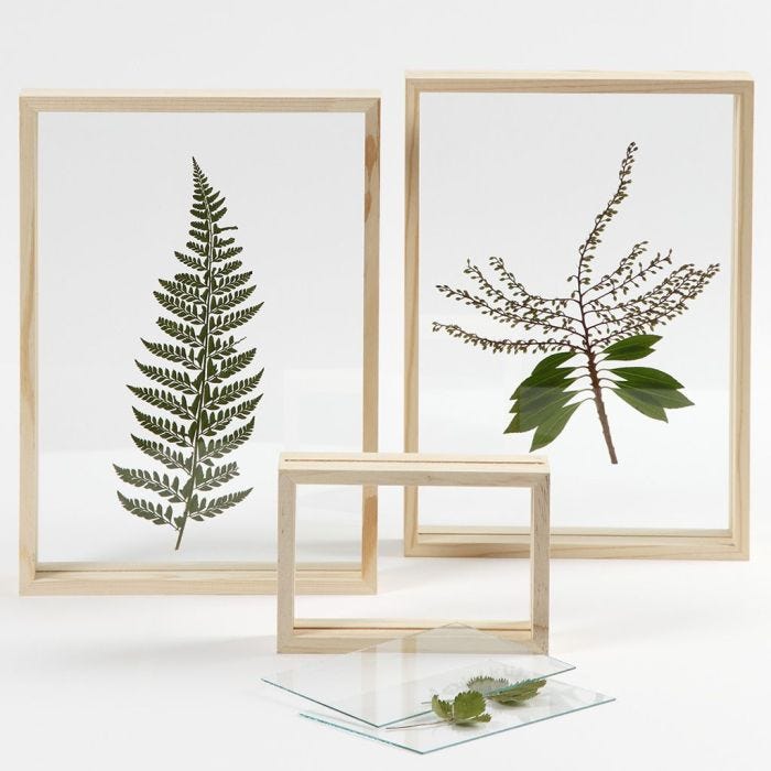 A dried Leaf in a double-sided Frame