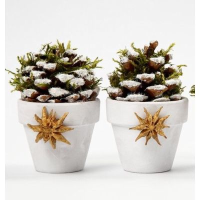 Flowerpots with Pinecones