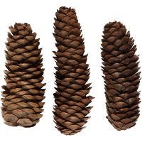 Abies Cone, D 40 mm, 100 g/ 1 pack