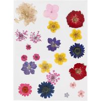 Pressed Flowers and leaves, assorted colours, 1 pack