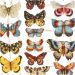 2 sheet/ 1 pack, butterflies, sheet 16,5x23,5 cm