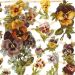 2 sheet/ 1 pack, pansy, sheet 16,5x23,5 cm