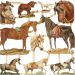 2 sheet/ 1 pack, horses, sheet 16,5x23,5 cm