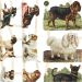 2 sheet/ 1 pack, dogs, sheet 16,5x23,5 cm