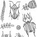 1 sheet, buggs, sheet 11x15,5 cm