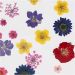 1 pack, assorted colours