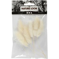 Bunny tail grass